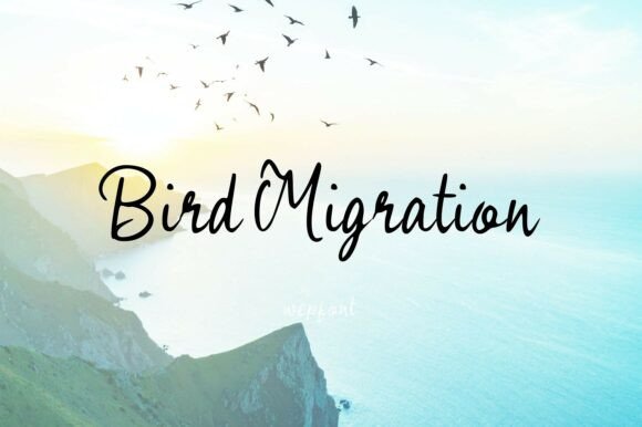 Bird Migration: A Fluid Script Font for Makers